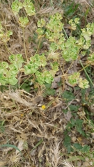 Euphorbia falcata