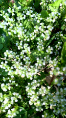 Veronica serpyllifolia