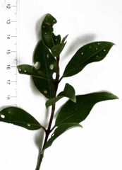 Metrosideros bartlettii