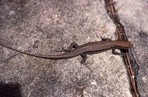 Trachylepis elegans
