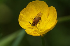 Andrena nasonii