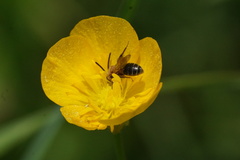 Andrena nasonii