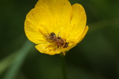 Andrena nasonii