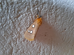 Rhanidophora cinctigutta