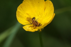 Andrena nasonii