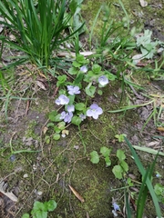 Veronica filiformis