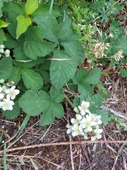 Rubus remotifolius