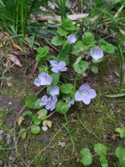 Veronica filiformis