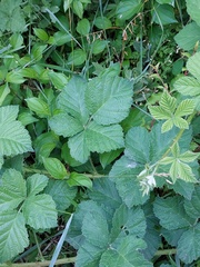 Rubus remotifolius