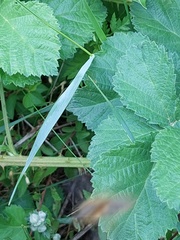 Rubus remotifolius