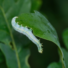 Orthosia incerta