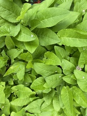 Campanula rapunculoides