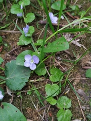 Veronica filiformis