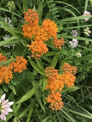 Asclepias tuberosa interior