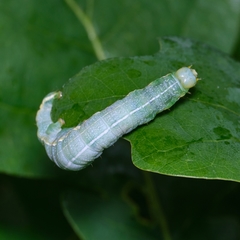 Orthosia incerta