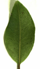 Metrosideros bartlettii