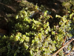 Scapania irrigua