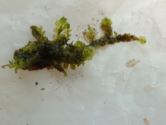 Scapania irrigua
