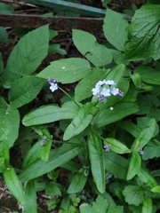Myosotis sylvatica