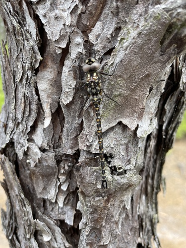 Harlequin Darner photo 4