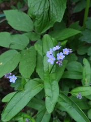 Myosotis sylvatica
