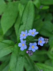 Myosotis sylvatica