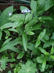 Myosotis sylvatica