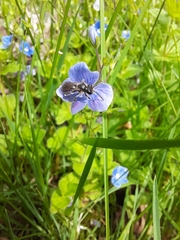 Andrena