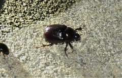 Aphonus