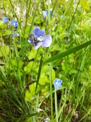 Andrena
