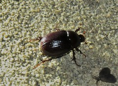 Aphonus
