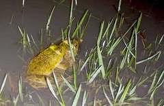 Hoplobatrachus occipitalis