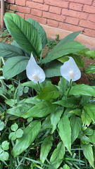 Spathiphyllum wallisii
