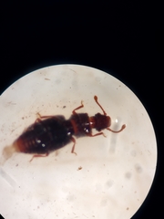 Monotomidae