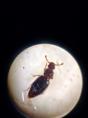 Monotomidae