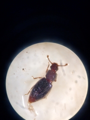 Monotomidae