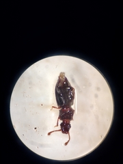 Monotomidae