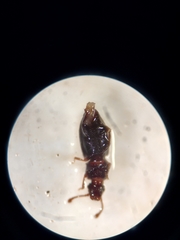 Monotomidae