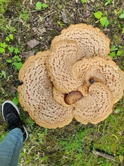 Cerioporus squamosus