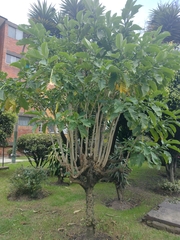 Brugmansia arborea