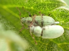 Phyllobius roboretanus