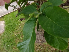 Brugmansia arborea
