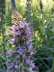 Echium lusitanicum