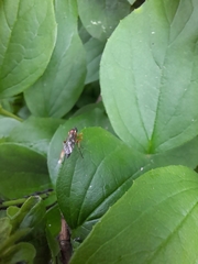 Hymenoptera