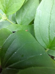 Hymenoptera