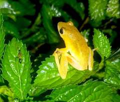 Hyperolius kivuensis