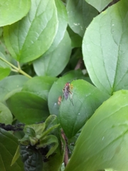 Hymenoptera