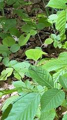 Chromagrion conditum