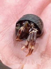 Pagurus bernhardus