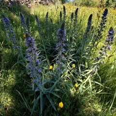 Echium lusitanicum
